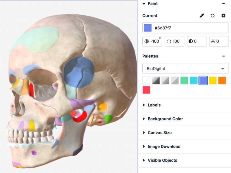 Female Skull Anatomy with Paint Tool – BioDigital Studio for Medical Training